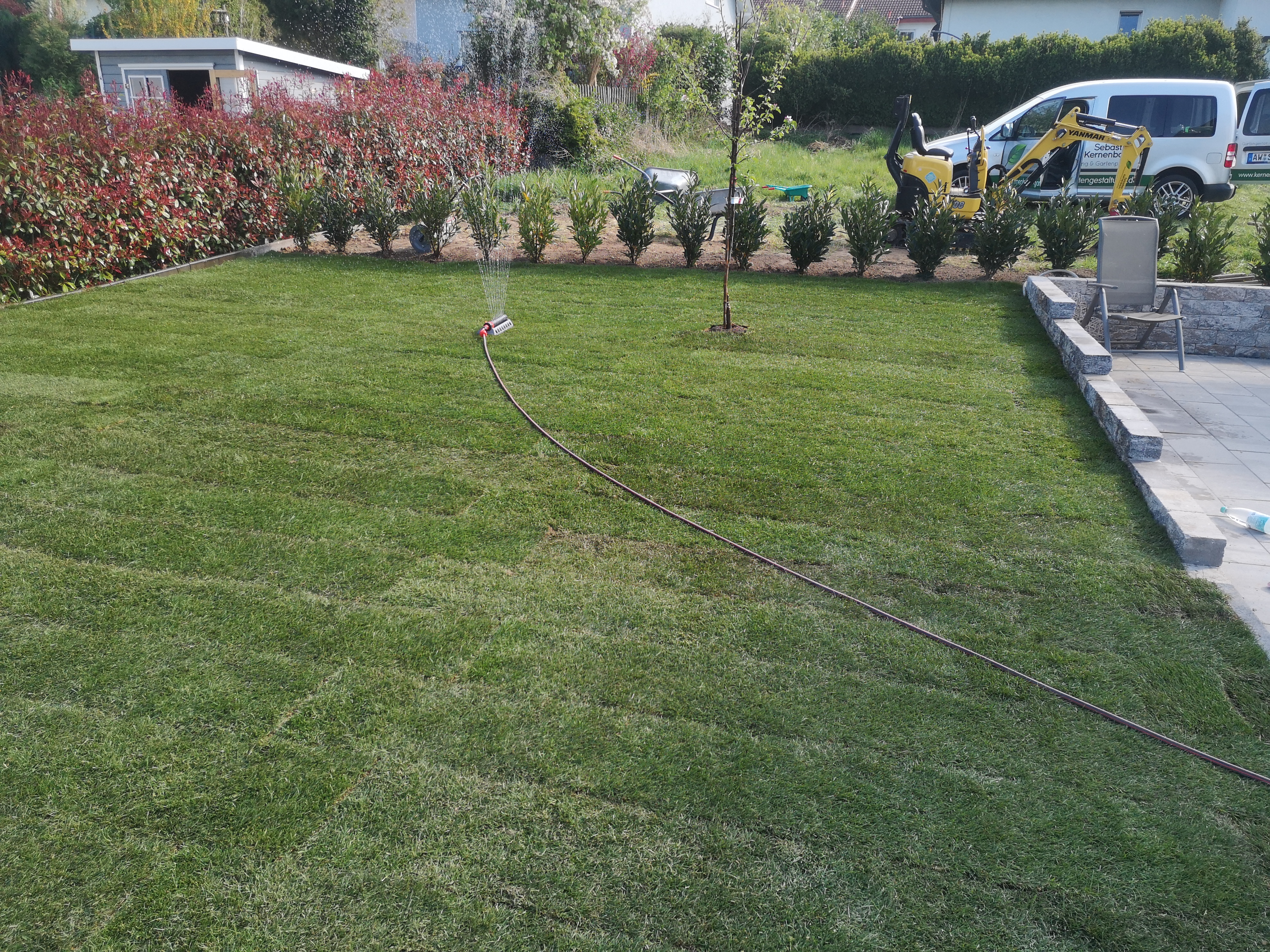Rollrasen-Neuanlage mit Photinia-Hecke